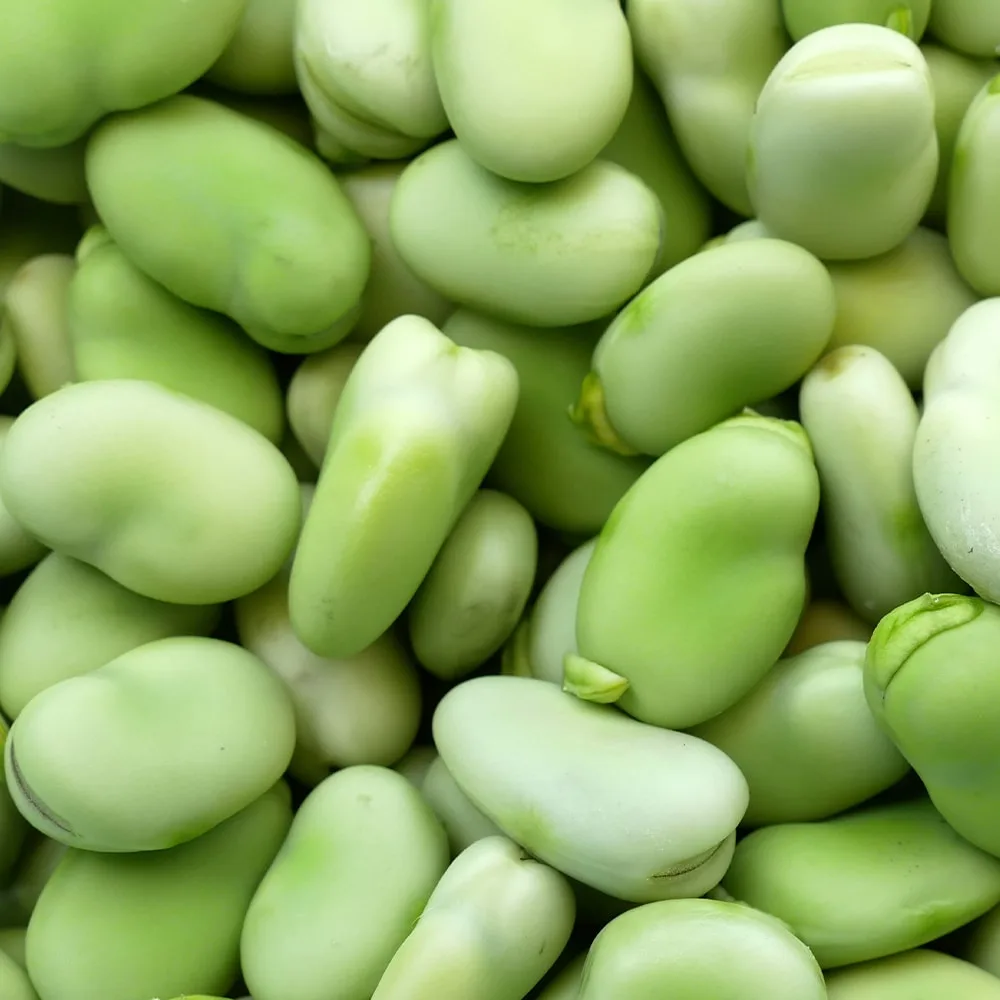Broad (Fava) Beans, IQF