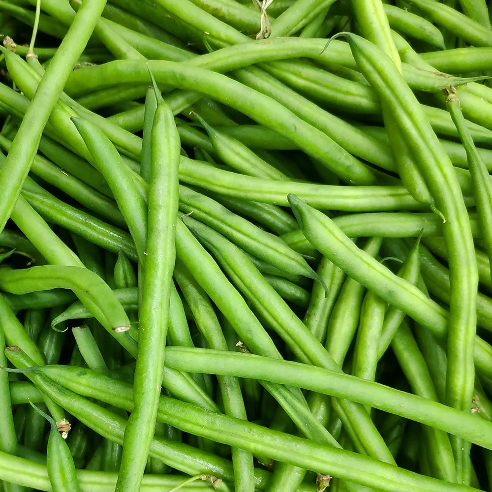 Green Beans Whole, Fine, IQF