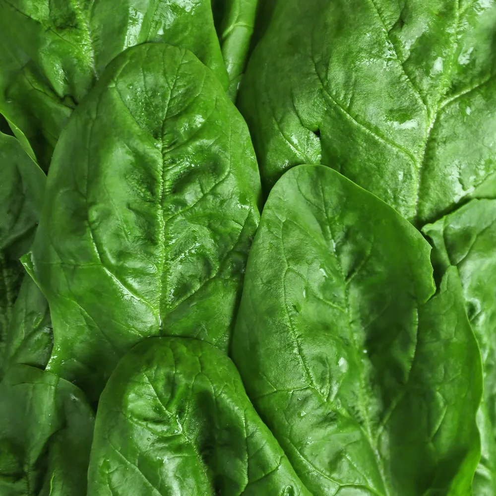 Spinach Leaf Portions, IQF