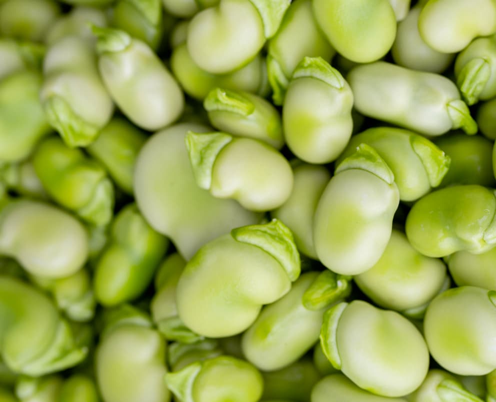 Broad (Fava) Beans, IQF