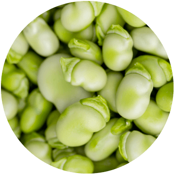 Broad (Fava) Beans, IQF