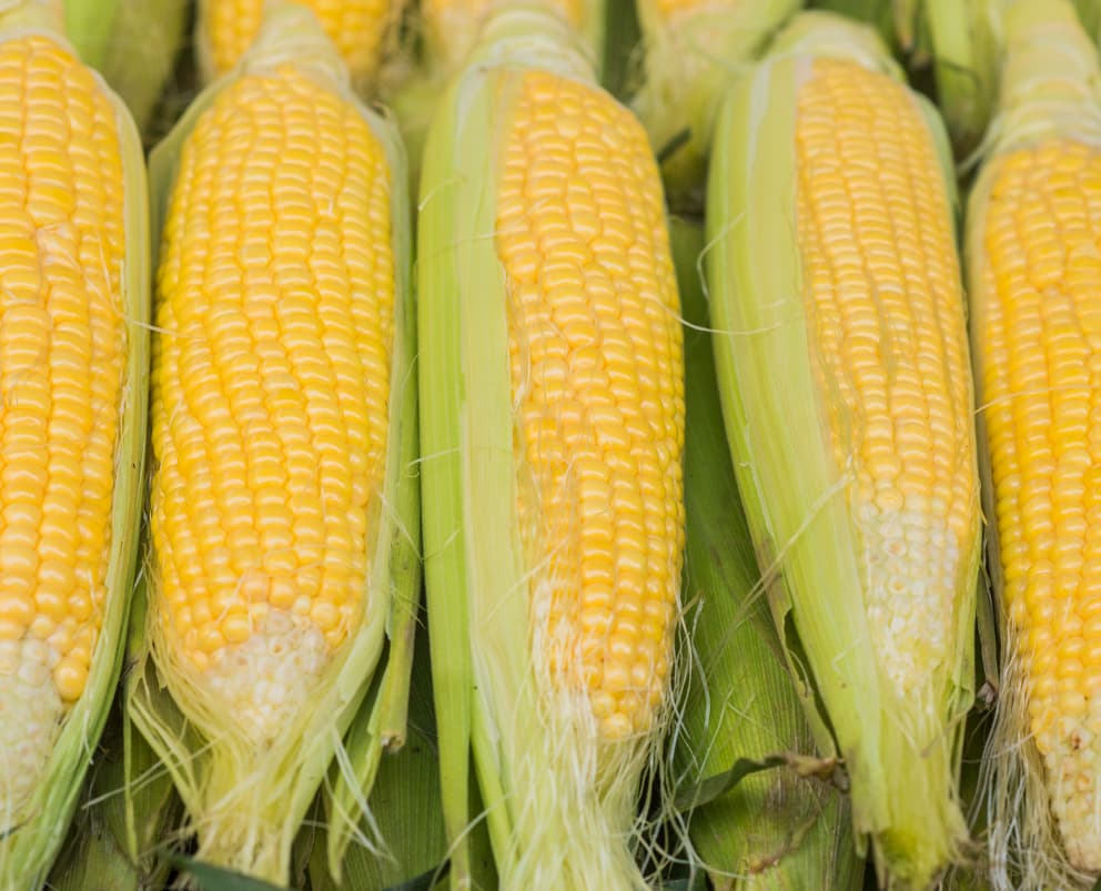 Corn on the cob Halves, IQF