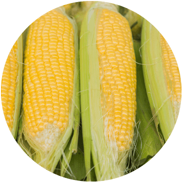Corn on the cob Halves, IQF