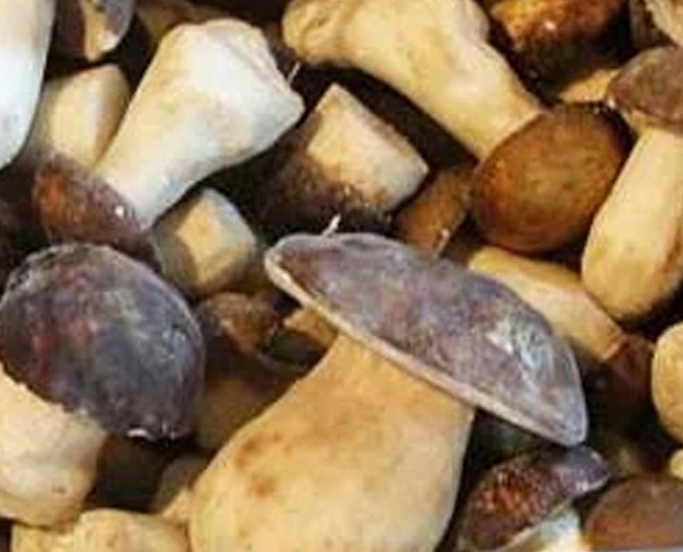 Mushroom Porcini, Whole, IQF