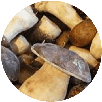 Mushroom Porcini, Whole IQF