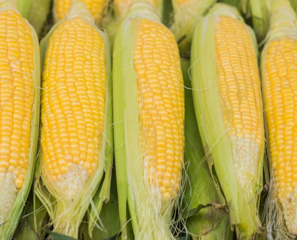 Corn on the cob Halves, IQF